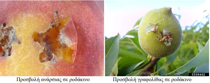 anarsia rodakino