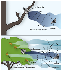 anthesis1