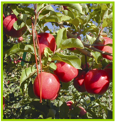 anthesis4