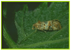 anthesis5