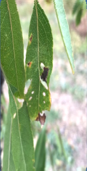 anthonomos