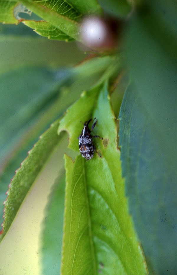 anthonomos pyrhnokarpa