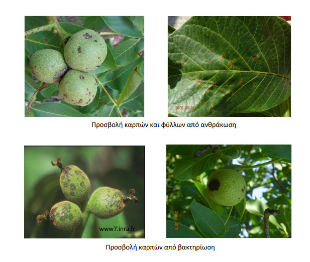 anthrakosi vaktiriosi karidia