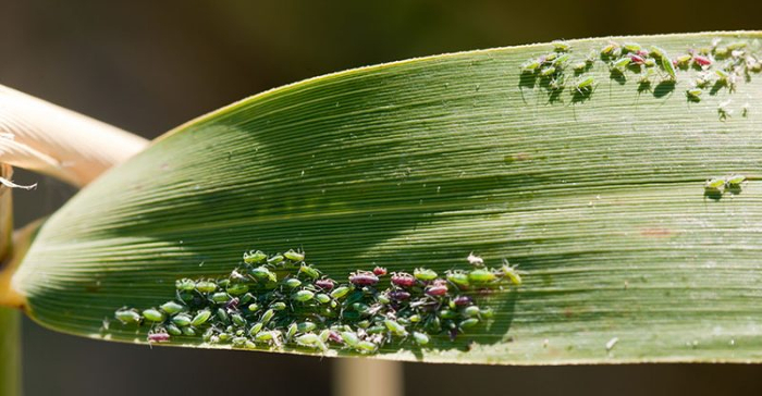 aphid