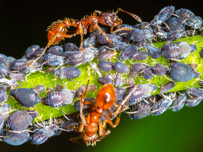 aphid1