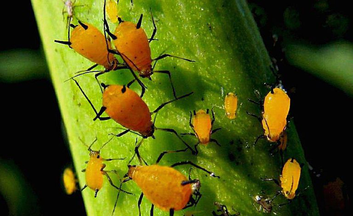 aphid3 Copy