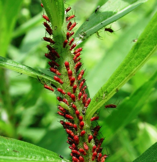 aphid5