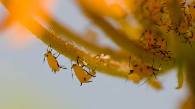 aphid6