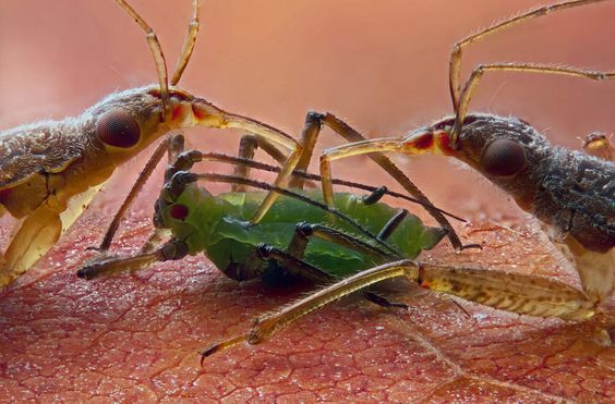 aphid8