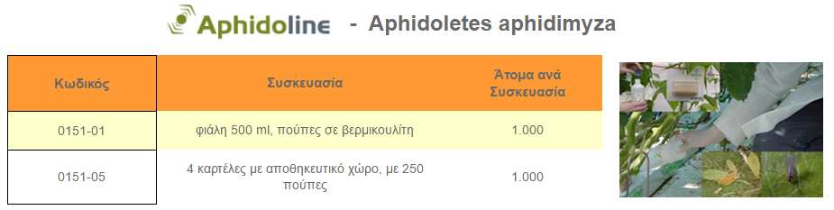 aphidoline aphidoletes