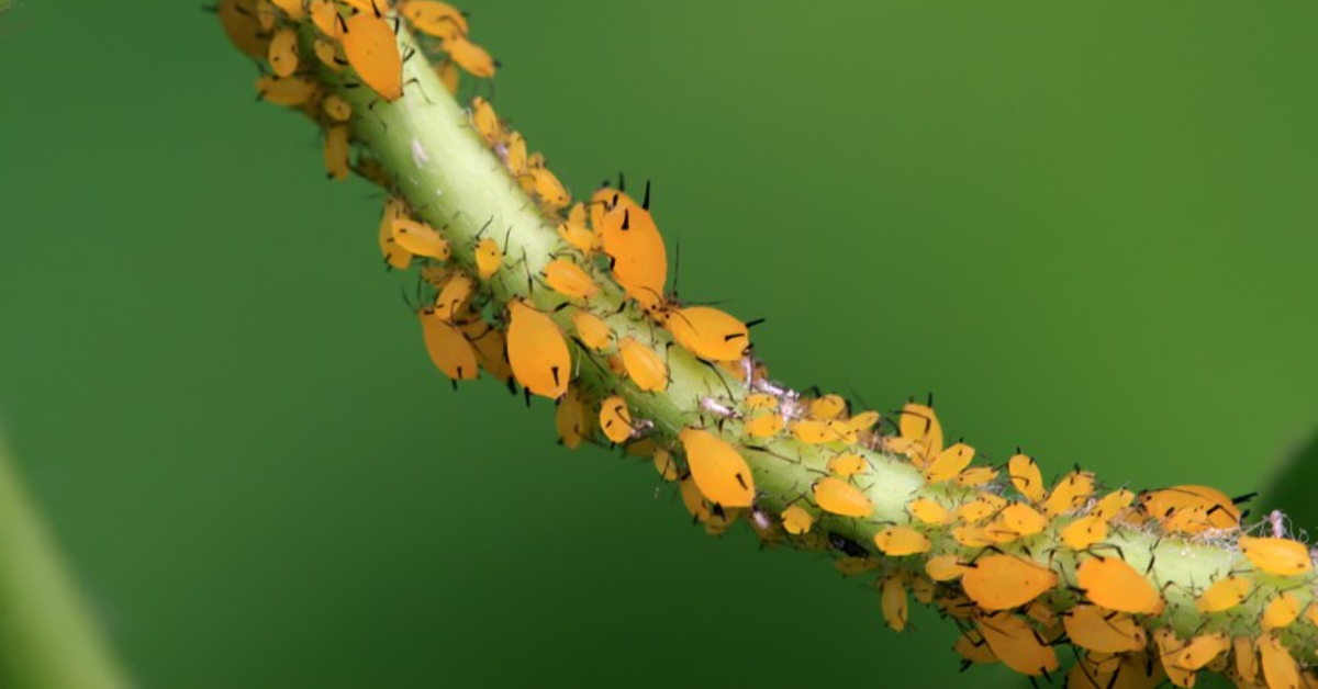 aphids FB
