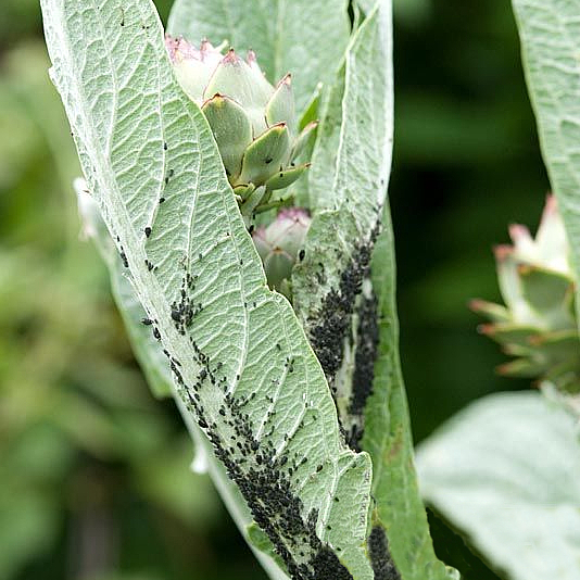 aphis fabae