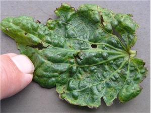 aphisgossypii