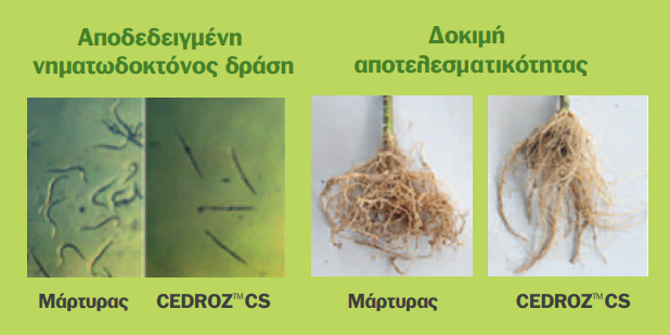 apotelesmata