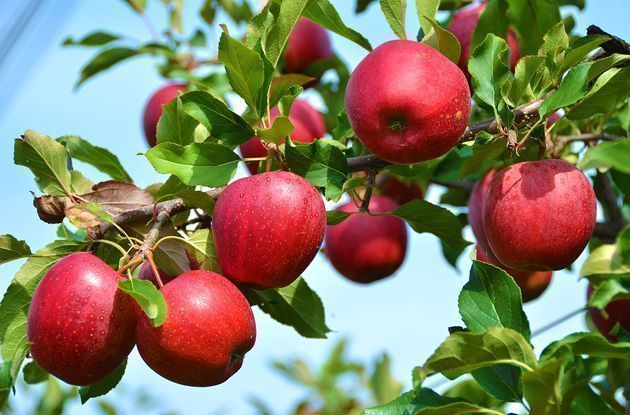 apple picking guide