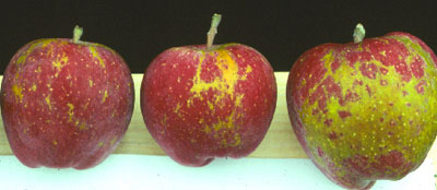 apple russetinh skoriosi