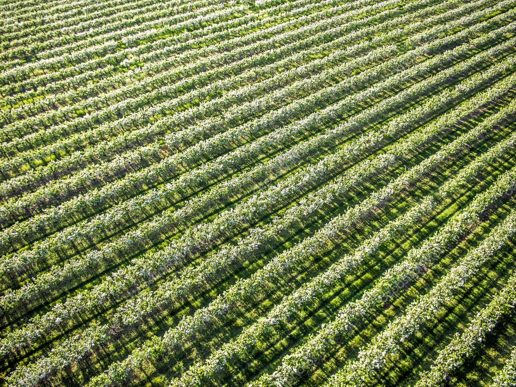 appletrees2