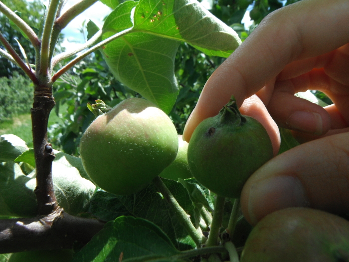 appletreethining3