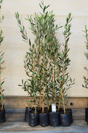 arbequina