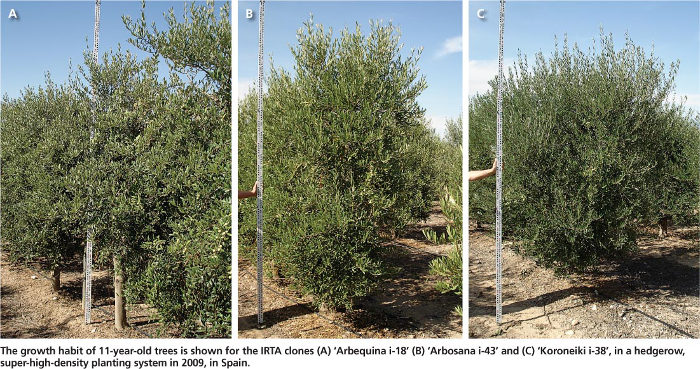 arbequina growth