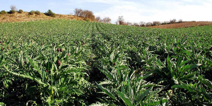 artichoke2