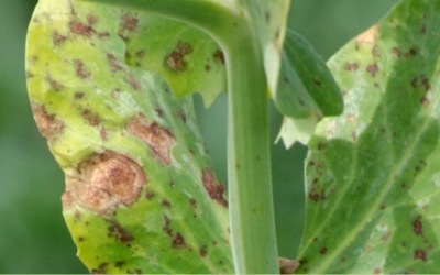 ascochytapinodes