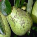 axladia psila