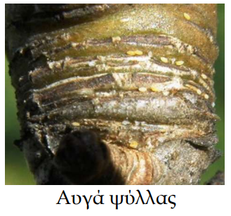 ayga psylla