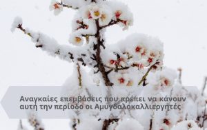 Αναγκαίες επεμβάσεις που πρέπει να κάνουν αυτή την περίοδο οι Αμυγδαλοκαλλιεργητές