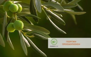 Ελιά: Προληπτικά μέτρα αντιμετώπισης εχθρών & ασθενειών κατά τη βλάστηση