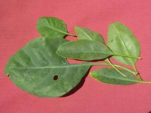 Αγριοκαπνός ή δεντροκαπνός (Nicotiana glauca): Ένα νέο μελλοντικό σοβαρό ζιζάνιο εισβολέας στην Ελλάδα