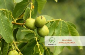 Καρυδιά: Άμεσοι ψεκασμοί για Ανθράκωση και Βακτηρίωση