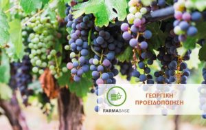 Αμπέλι: Οι εντομολογικές προσβολές που απειλούν την παραγωγή