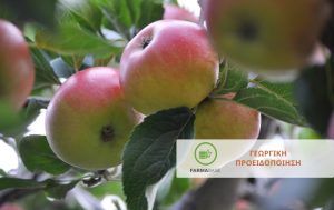 Μηλιά: Πώς να καταπολεμήσετε ταυτόχρονα Καρπόκαψα και Ψώρα του San Jose