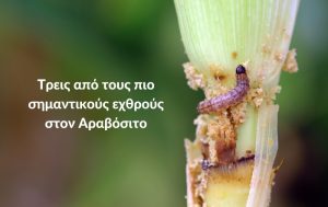 Τρεις από τους πιο σημαντικούς εχθρούς στον Αραβόσιτο