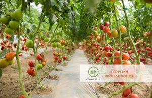 Περονόσπορος σε Τομάτες Βιομηχανικές και Θερμοκηπίου, μετά τις βροχοπτώσεις των τελευταίων ημερών
