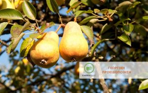 Επεμβάσεις φυτοπροστασίας: Μηλιά – Αχλαδιά – Κυδωνιά