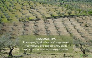 Ελαιόδεντρα: Ερευνητές “ξεκλειδώνουν” το μυστικό του χρόνου ανθοφορίας που είναι κρίσιμος για την παραγωγή καρπών