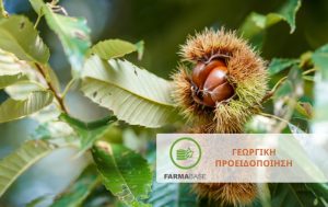 Καστανιά: Οι πιο σοβαρές ασθένειες κορμού και ριζικού συστήματος