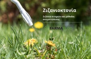 Ζιζάνια σιτηρών και μέθοδοι αντιμετώπισης