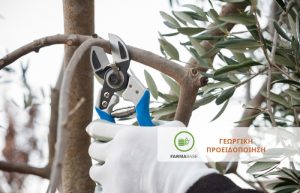 ΕΛΙΑ: Ο Φθινοπωρινός ψεκασμός είναι πολύ σημαντικός! Aυτή η εποχή θεωρείται κρίσιμη περίοδος μόλυνσης