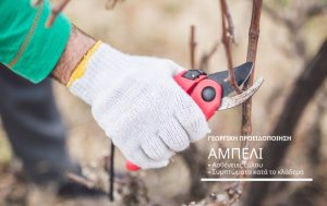 Αμπέλι – Ασθένειες ξύλου & Συμπτώματα κατά το κλάδεμα