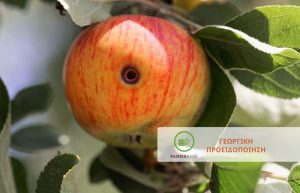 Αύξηση συλλήψεων Καρπόκαψας – Πότε είναι σκόπιμες οι επεμβάσεις