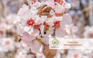 Αντιμετωπίστε έγκαιρα και αποτελεσματικά το Ευρύτομο Αμυγδαλιάς