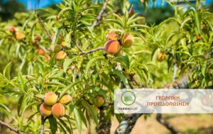 Η εμφάνιση των εντομολογικών εχθρών στις Ροδακινιές