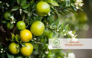 Εσπεριδοειδή: Οι απαραίτητοι ψεκασμοί για να πετύχετε ισορροπία μεταξύ βλαβερών και ωφέλιμων εντόμων