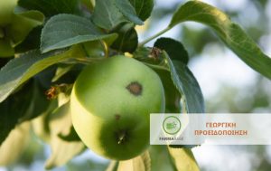 Εξάπλωση των ασθενειών στην αχλαδιά – μηλιά μετά τις βροχοπτώσεις