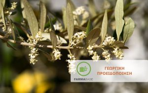 Ελιά: Αντιμετώπιση εχθρών και ασθενειών πριν την ανθοφορία