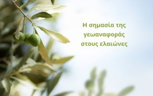 H σημασία της γεωαναφοράς στους ελαιώνες