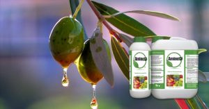 Μελέτη της επίδρασης του AMINO 16 στην ανθοφορία, θρέψη & ποιότητα των παραγόμενων καρπών και ελαιολάδου